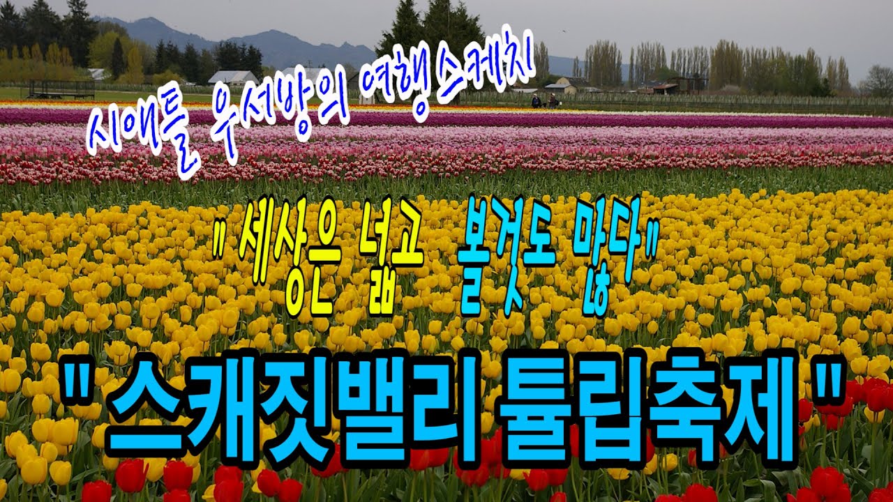 [시애틀여행] 시애틀 우서방의 여행스케치 “세상은 넓고 볼 것도 많다” – 54편  (Skagit Valley 튤립 축제)