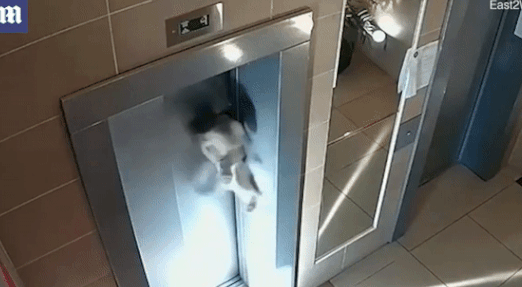 [영상] “개 위험했네” 주인이 엘리베이터 문닫아 죽을뻔한 러시아 강아지