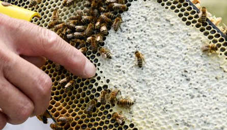 성난 꿀벌 2500만 마리의 습격…