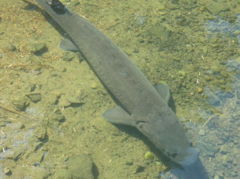 워싱턴 호수 근처서 8피트 죽은 철갑상어 발견